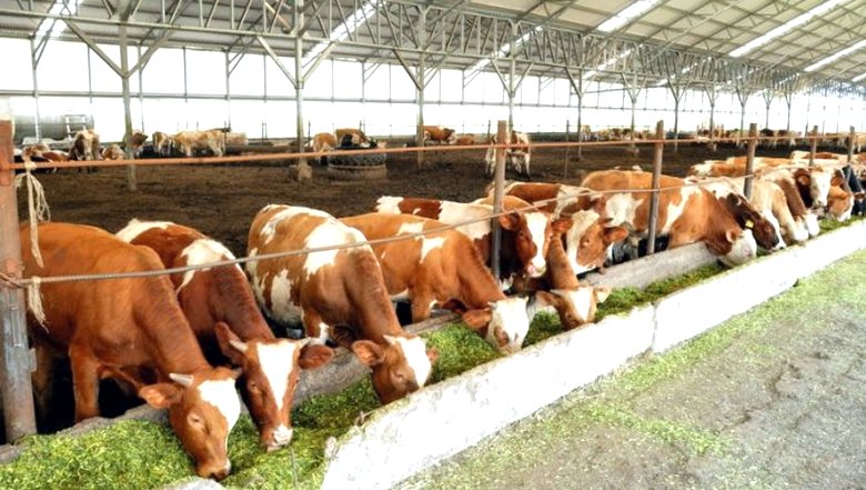 Érdemes masszív módon feladni a húst