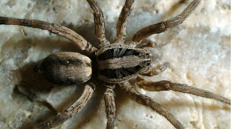 Érdemes megölni a pókokat?