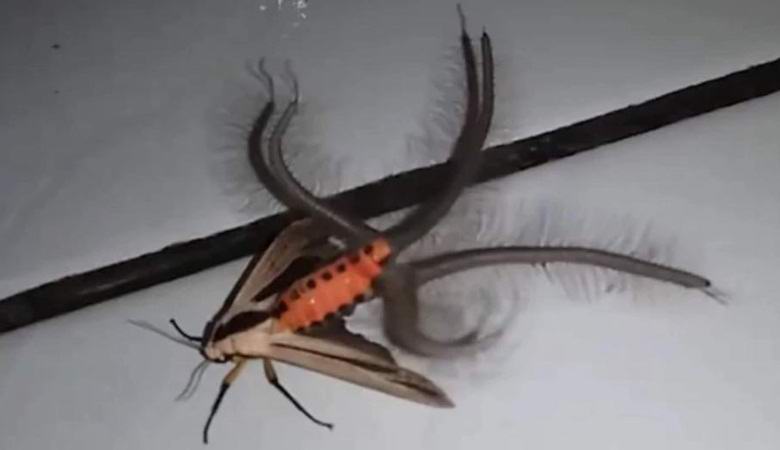 Egy furcsa vakond megijesztette az internetet megjelenésével