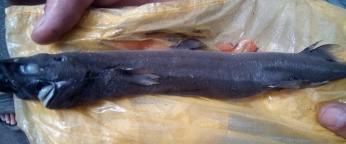 A furcsa gyapjúhal nem csak a halászokat zavarja