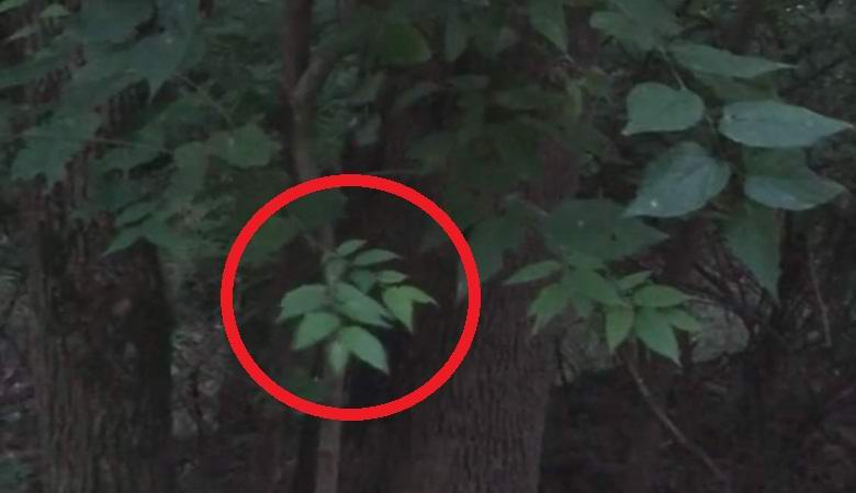 Egy furcsa ág az erdőben végtelenül önmagában forog