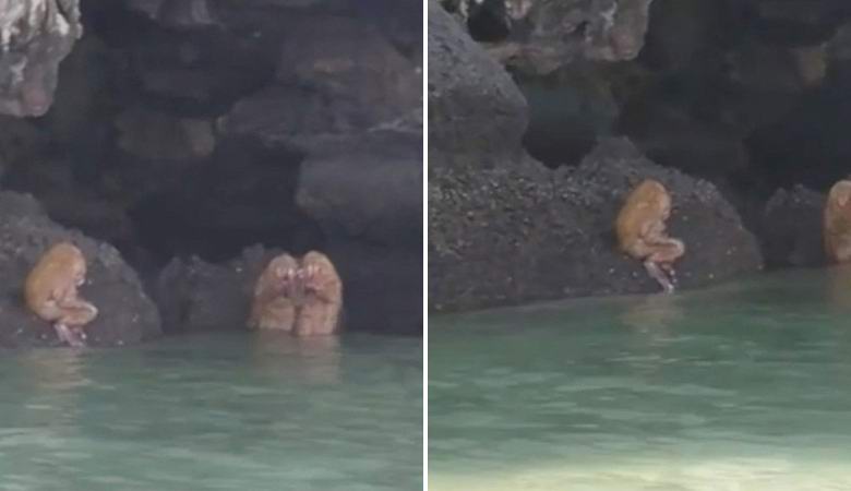 Furcsa zenei lények elérték a videót Thaiföldön