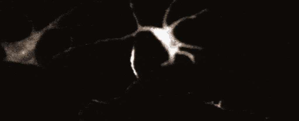 Furcsa idegsejt-szerű jelek találhatók először a bőrsejtekben 