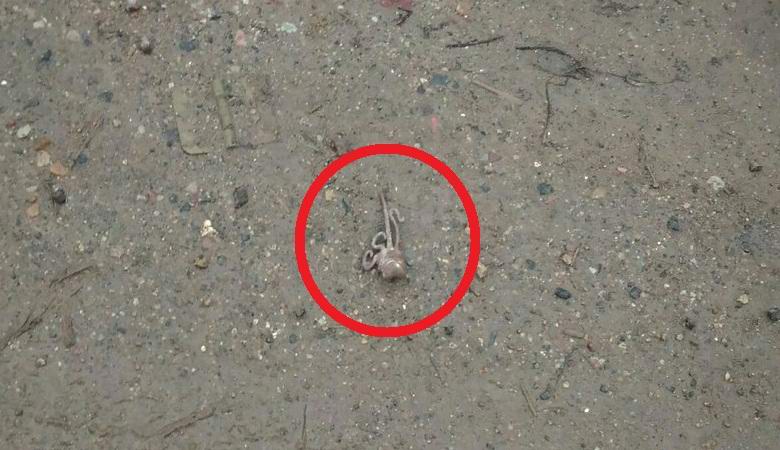 Furcsa lények hoztak a Veliky Novgorod esőjébe