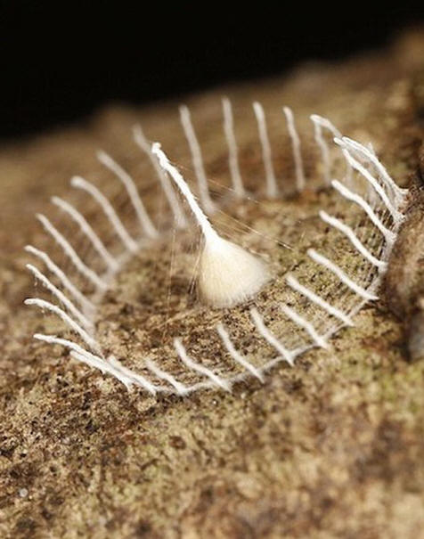 Furcsa pókhálók kialakulása az Amazonas dzsungelben