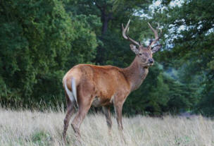 Furcsa szarvas viselkedés Németország és a Cseh Köztársaság határán