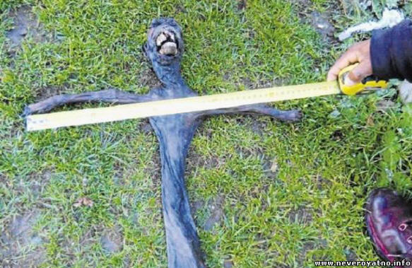 Egy furcsa lény, amelyet Dél-Afrikában fedeztek fel