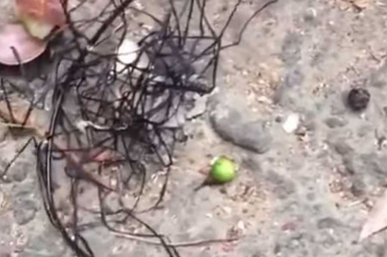 Egy furcsa tajvani lény, nagyon hasonló egy idegenhez