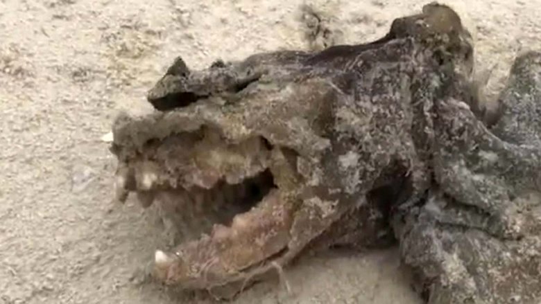 Egy furcsa teremtés dobta a Charleston Beach-re