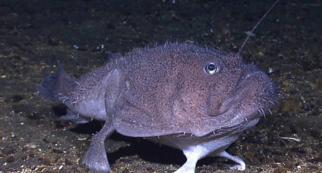 Furcsa lábak lábakkal, amelyeket a kutatók fedeztek fel