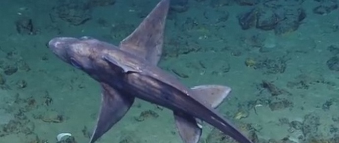 A szörnyű cápa-kimérák megijesztett tudósok