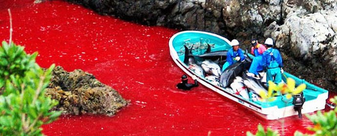 Megkezdődött a szörnyű delfin vadászidény