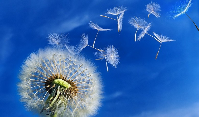 A pitypangmagok szerkezete többször is hatékonyabb, mint az emberek által feltalált hasonló eszközök