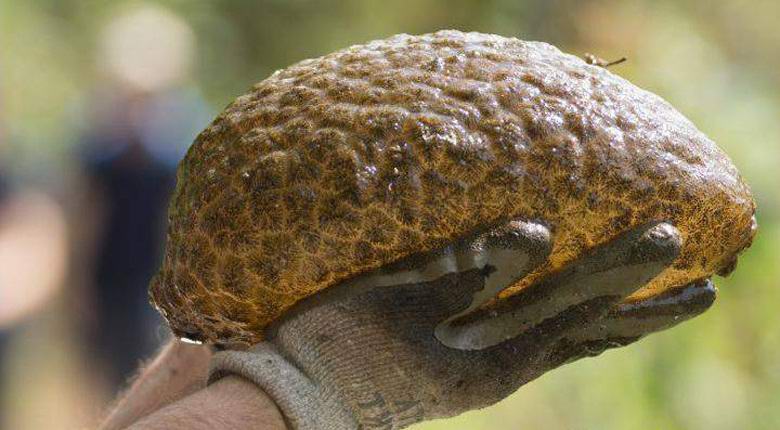 Egy emberi agyra emlékeztető lényt találtak egy kanadai lagúnában.
