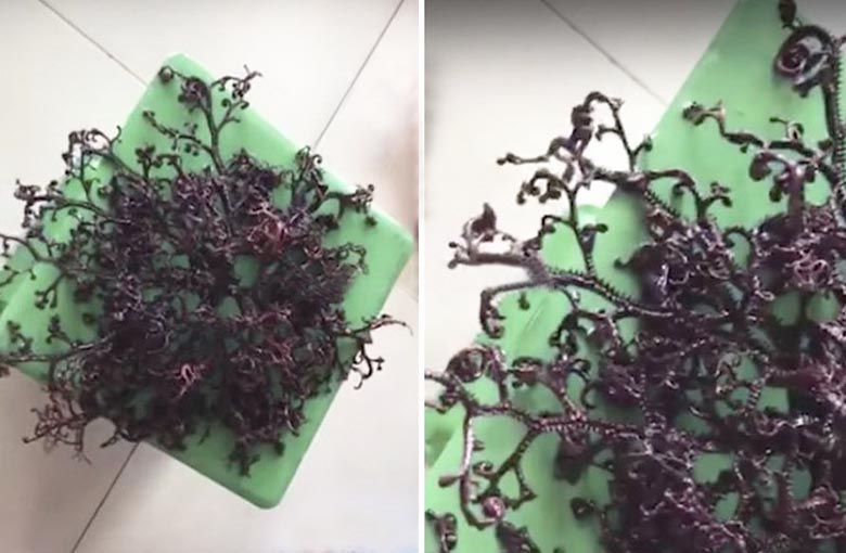 Ismeretlen eredetű lény, amelyet Vietnamban találtak