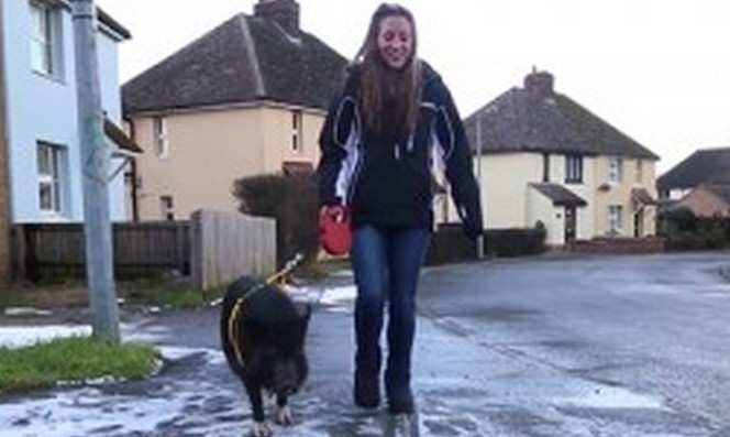 Házi kutya státusú sertés