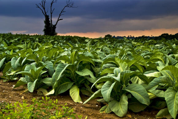 Alkoholos szennyező dohányterület. Vigyázzon a láthatáron két látványos szélmalomra.