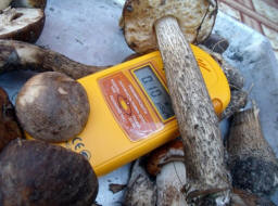 Titokzatos sugárzás megtámadta a norvég szarvast