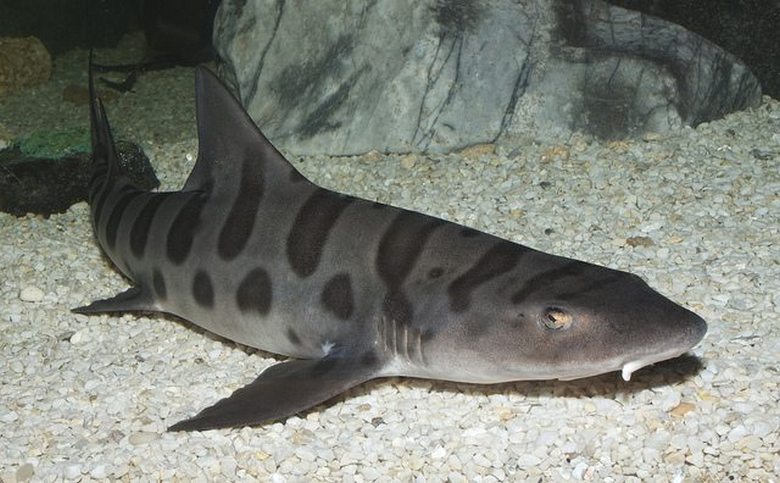 Egy titokzatos parazita súlyosan elpusztítja a cápákat