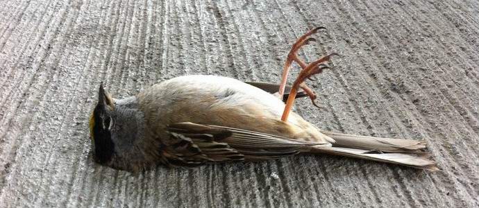 A tömeges madár öngyilkosságok titokzatos helye Indiában