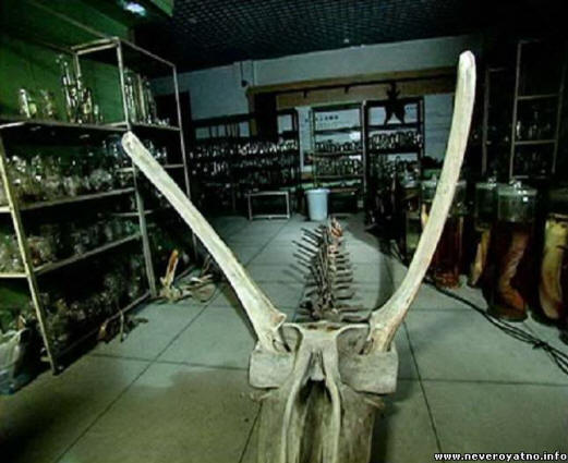 A kínai tengeri sárkány titka