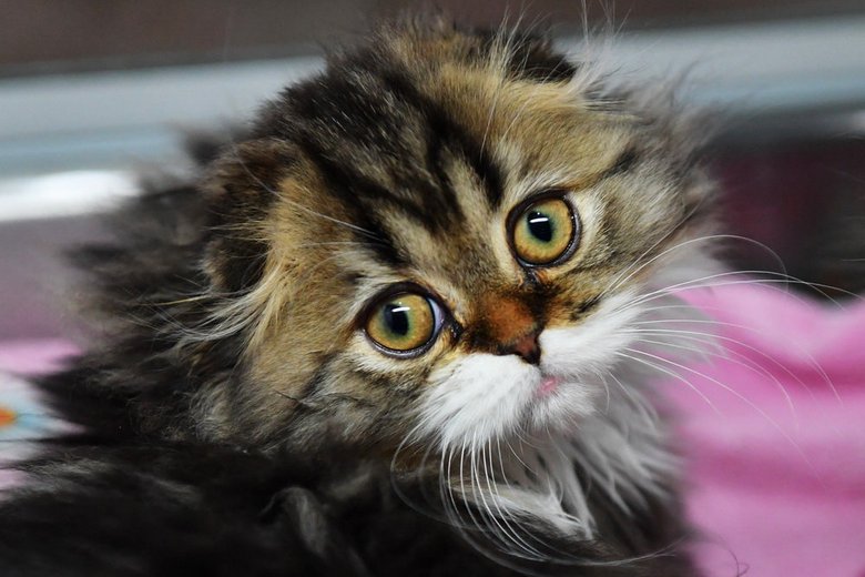 A macska egyedül sétál?