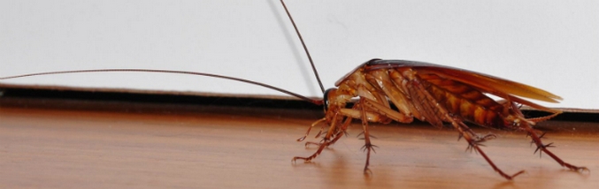 A csótány az a személy!