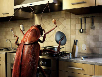 A csótányok elmennek?