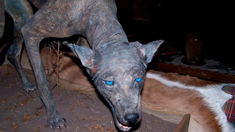 Most Chupacabra megijesztette Kazahsztán embereit