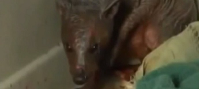 Most Chupacabra rohamos az Altaj területén.