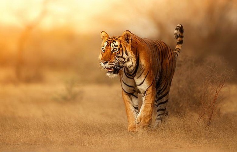 A tigrisek pirosak, mert az áldozatok ... zölden látják őket.