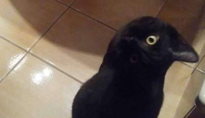 Vagy egy madár, vagy egy vadállat: az internetet egy szokatlan optikai illúzió szórakoztatta