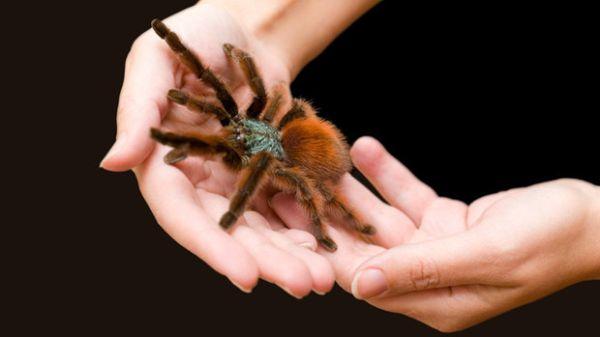 A pók felmászik a karon 