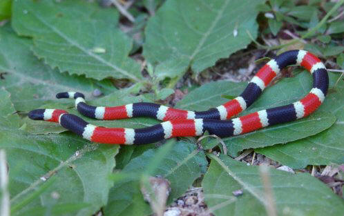 Top 10: apró állatok, amelyeknek elég méreg van ahhoz, hogy elpusztítsák Önt.