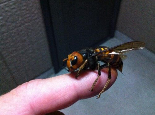 Top 10: apró állatok, amelyeknek elég méreg van ahhoz, hogy elpusztítsák Önt.