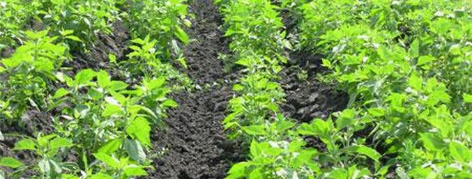 Csicsóka - centenáriumok terméke