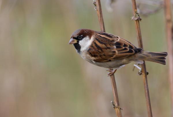 a madár beütötte az ablakot, és az ómen megtört 