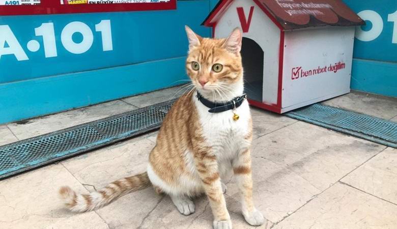 Török üzlet bérelt