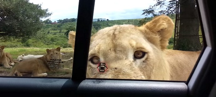 Turisták, vigyázz az intelligens állatokra!