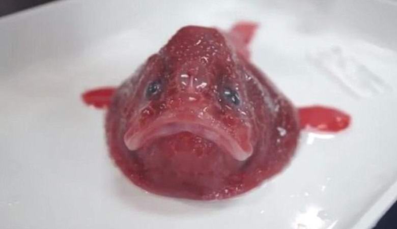 Az ausztráliai partok közelében talált tudományos lények