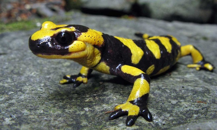 Az emberek felfedezték az önjavító képességét, mint egy szalamandra.