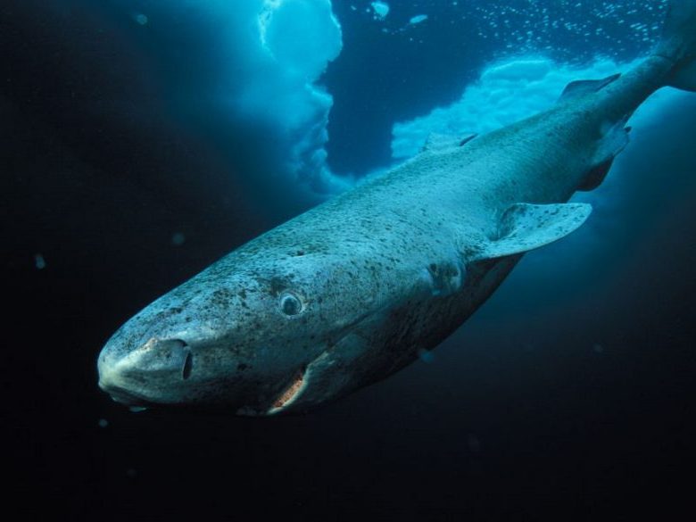 A tudósok találtak egy cápát, amely több mint ötszáz éve él
