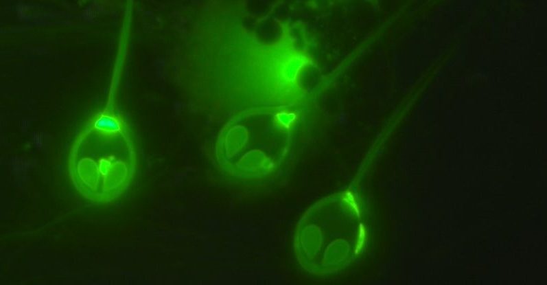 A tudósok felfedezték az első olyan állatot, amely nem lélegez oxigént 