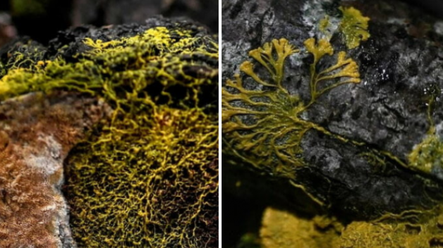 A tudósok felfedeztek egy titokzatos öngyógyító lényt.