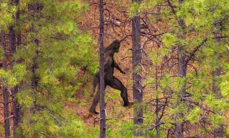 A tudósok meghatározták, kik a hóemberek valójában.