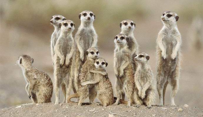 A tudósok azonosították a legvadabb állatot