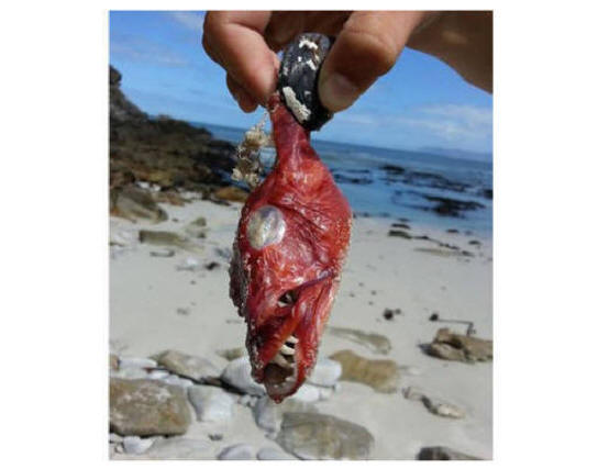 A tudósok zavarban vannak a dél-afrikai tengerparton található furcsa lény miatt