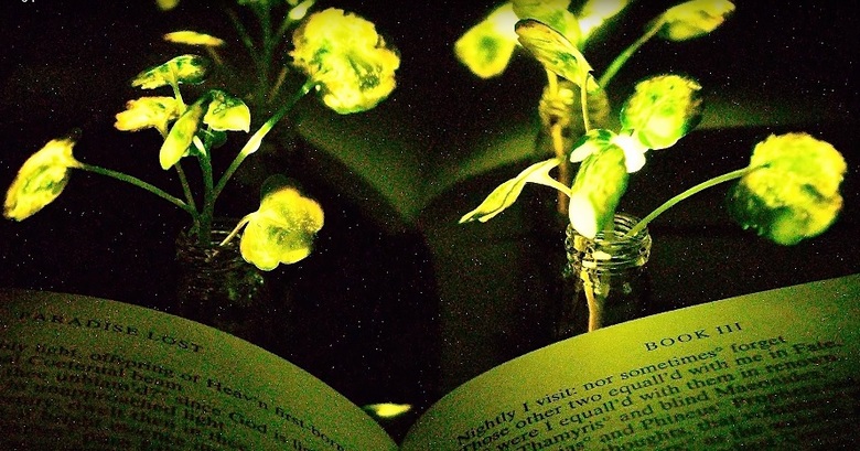 A tudósok közel állnak a világító növények létrehozásához