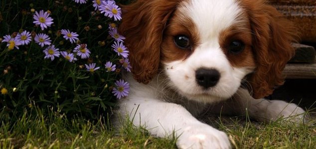 A tudósok bevezettek egy kutya ugat fordító programot