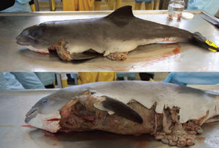 A tudósok figyelmeztették a pecsétek veszélyét a delfinek és az emberek számára